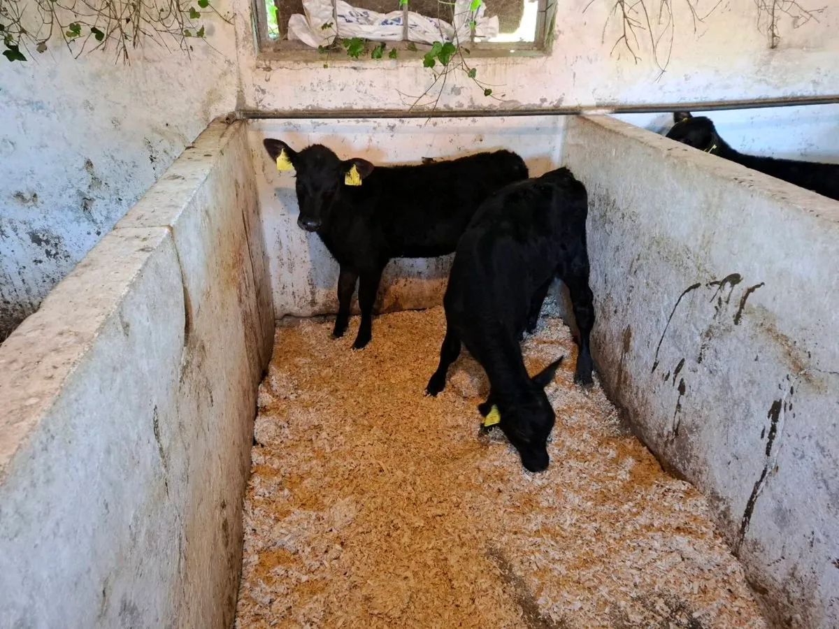 Calves for sale - Image 3