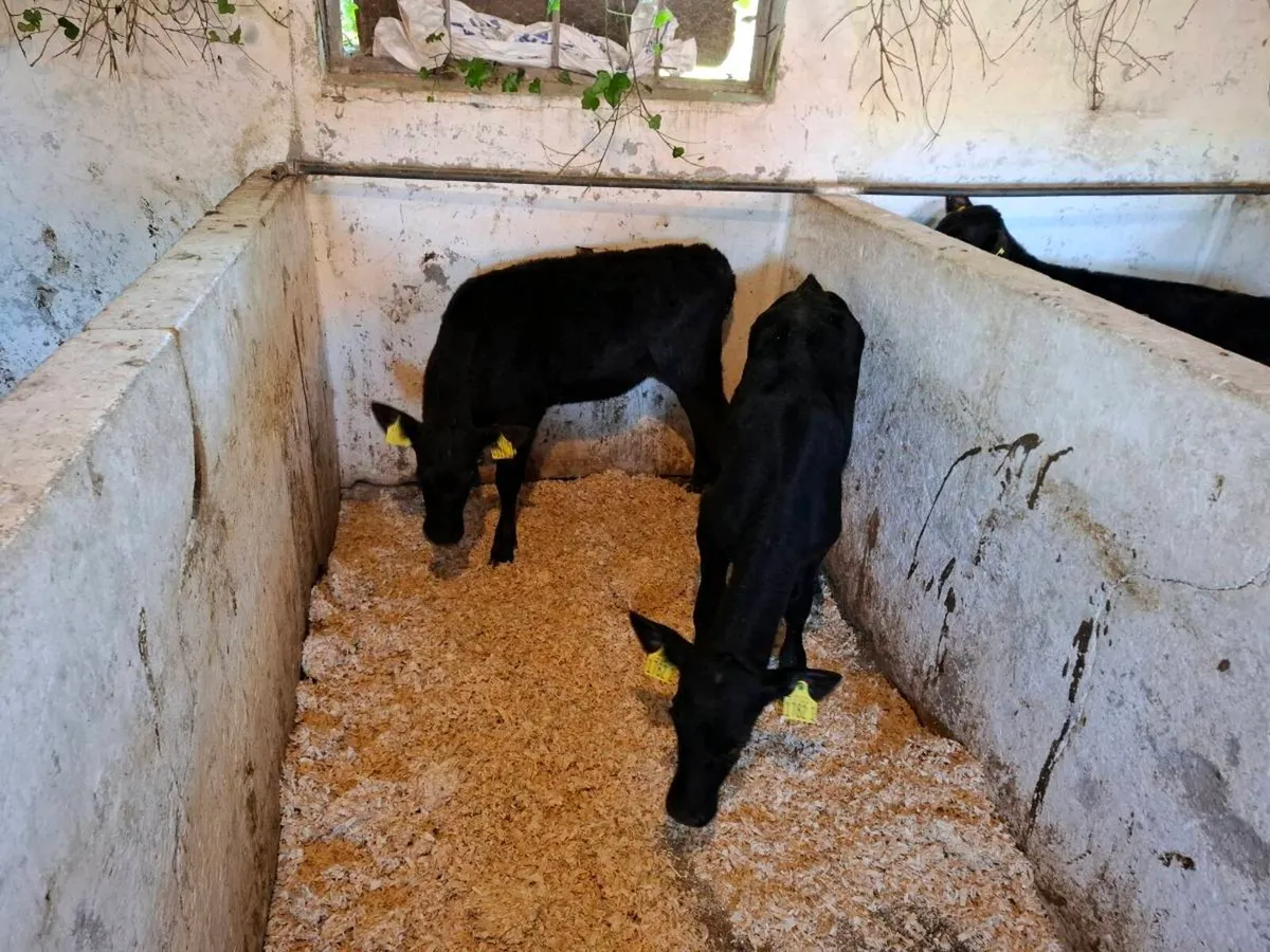 Calves for sale - Image 4