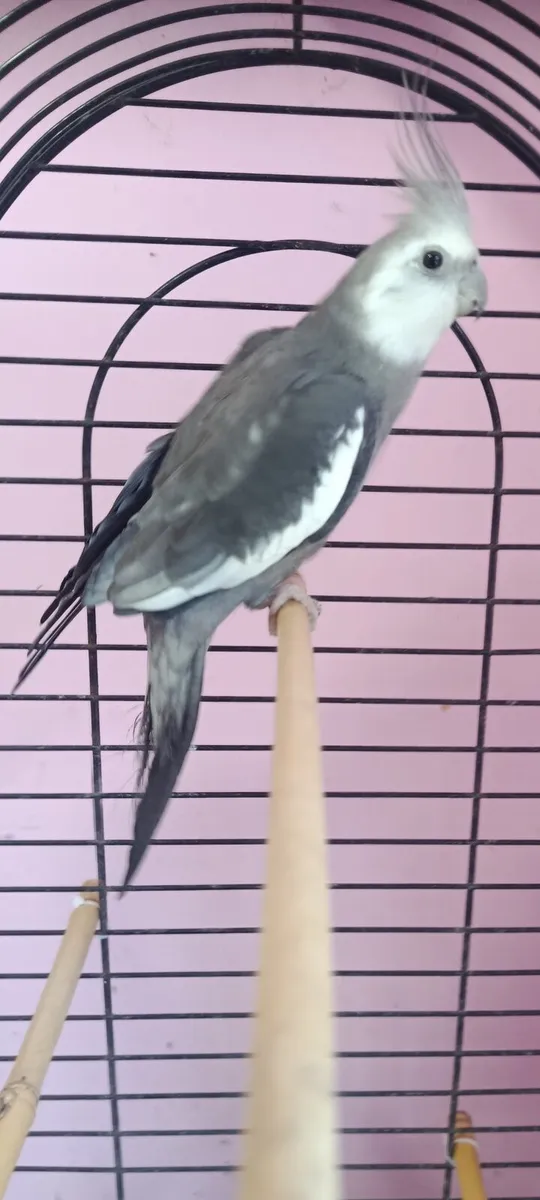 Cockatiel (cock/male bird) - Image 1