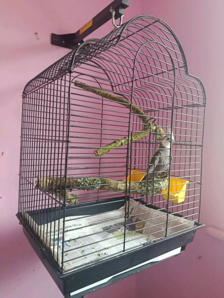 Cockatiel (cock/male bird) - Image 2