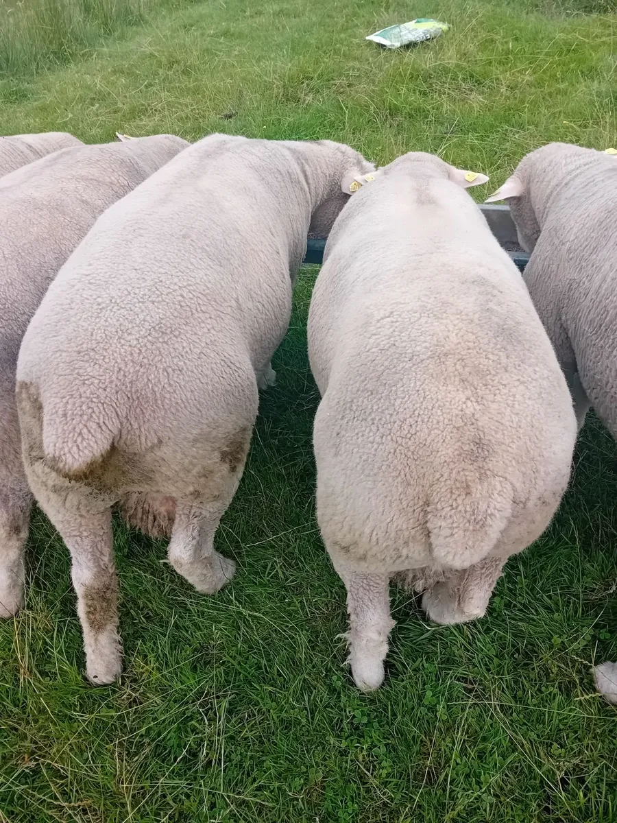 Dorset rams - Image 2