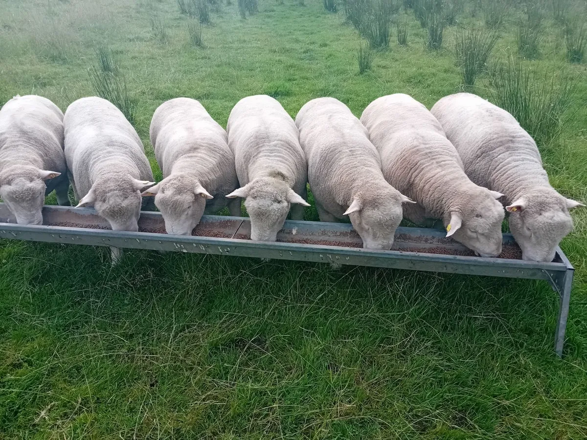 Dorset rams - Image 3