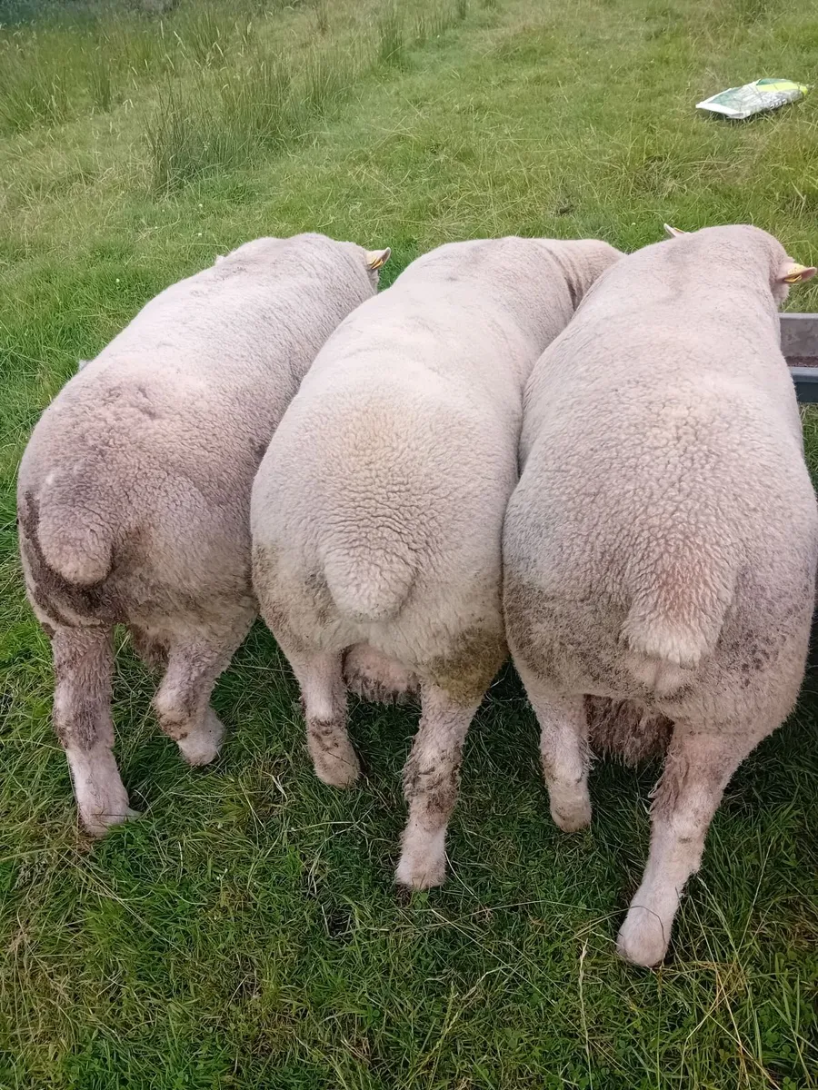 Dorset rams - Image 1