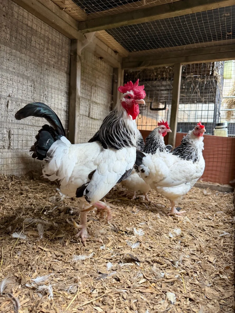 Poultry - Image 1