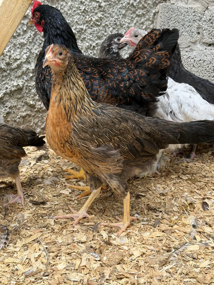 Poultry - Image 2