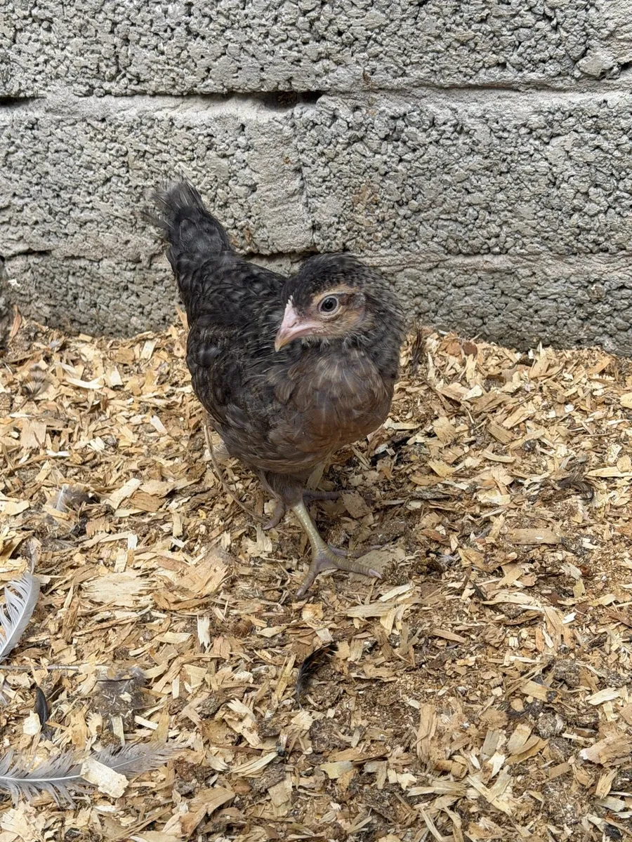 Poultry - Image 3