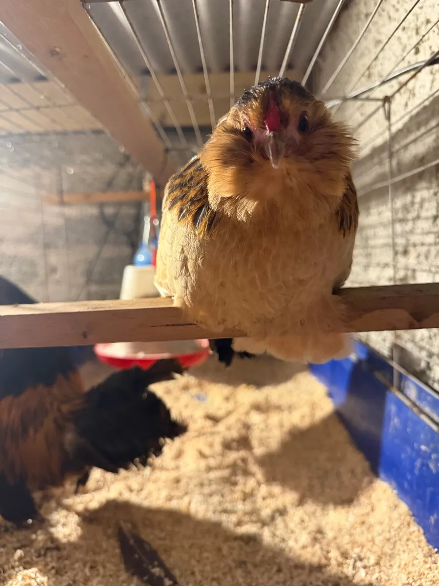 Poultry - Image 4