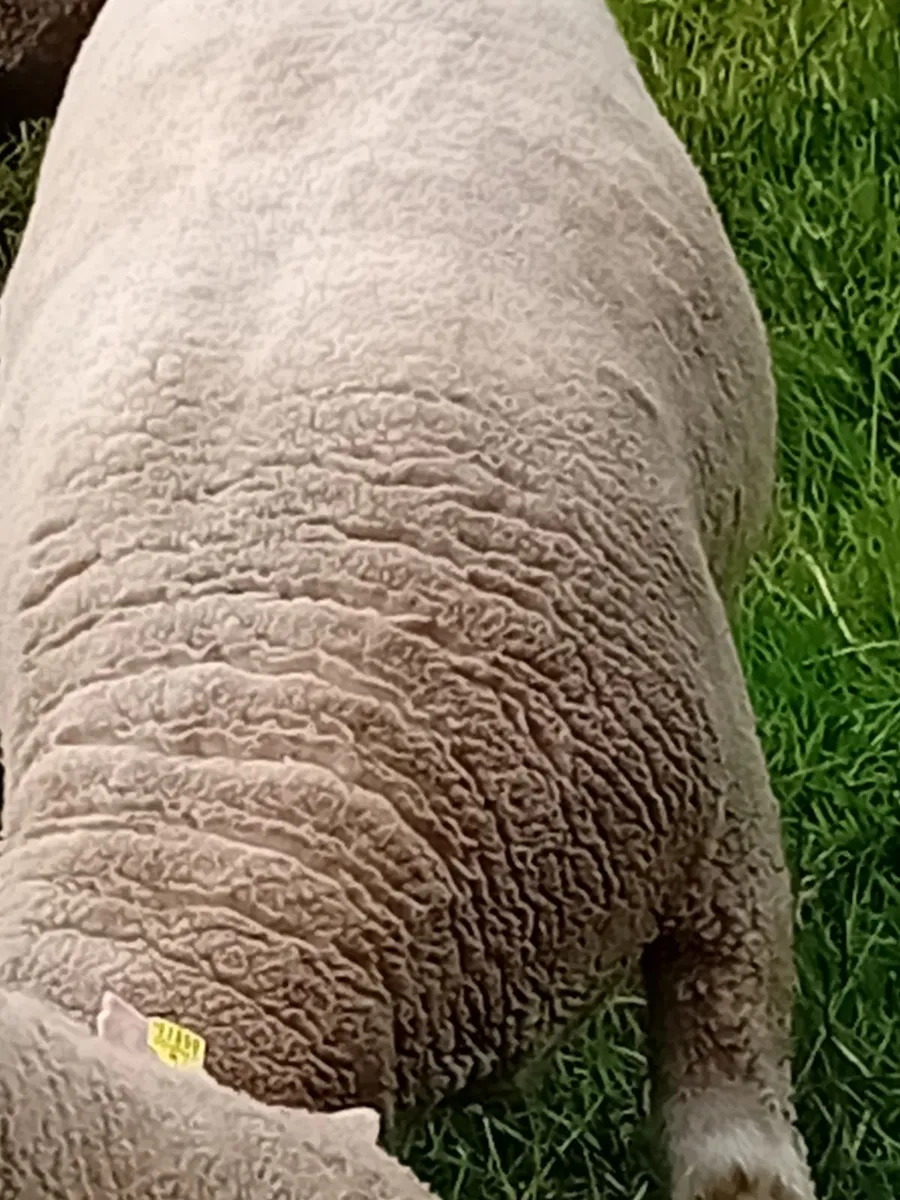Dorset rams - Image 4