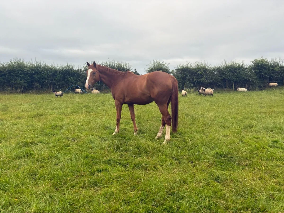 THOROUGHBRED GELDING 16.1HH 8 YEARS OLD - Image 3
