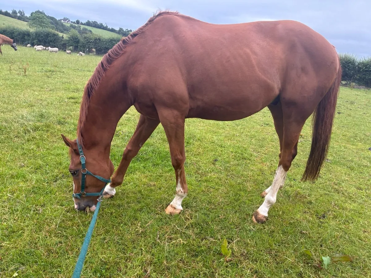THOROUGHBRED GELDING 16.1HH 8 YEARS OLD - Image 4