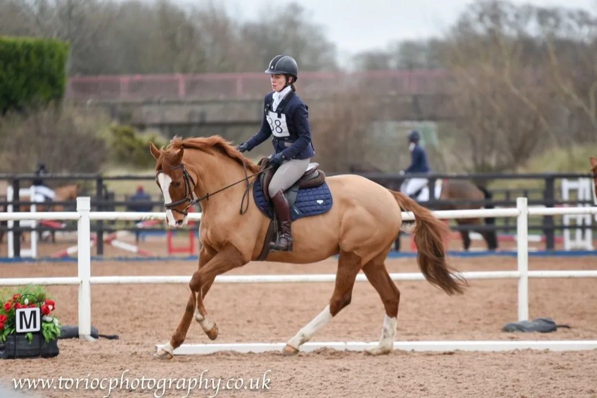THOROUGHBRED GELDING 16.1HH 8 YEARS OLD - Image 1