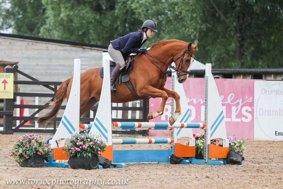 THOROUGHBRED GELDING 16.1HH 8 YEARS OLD - Image 2