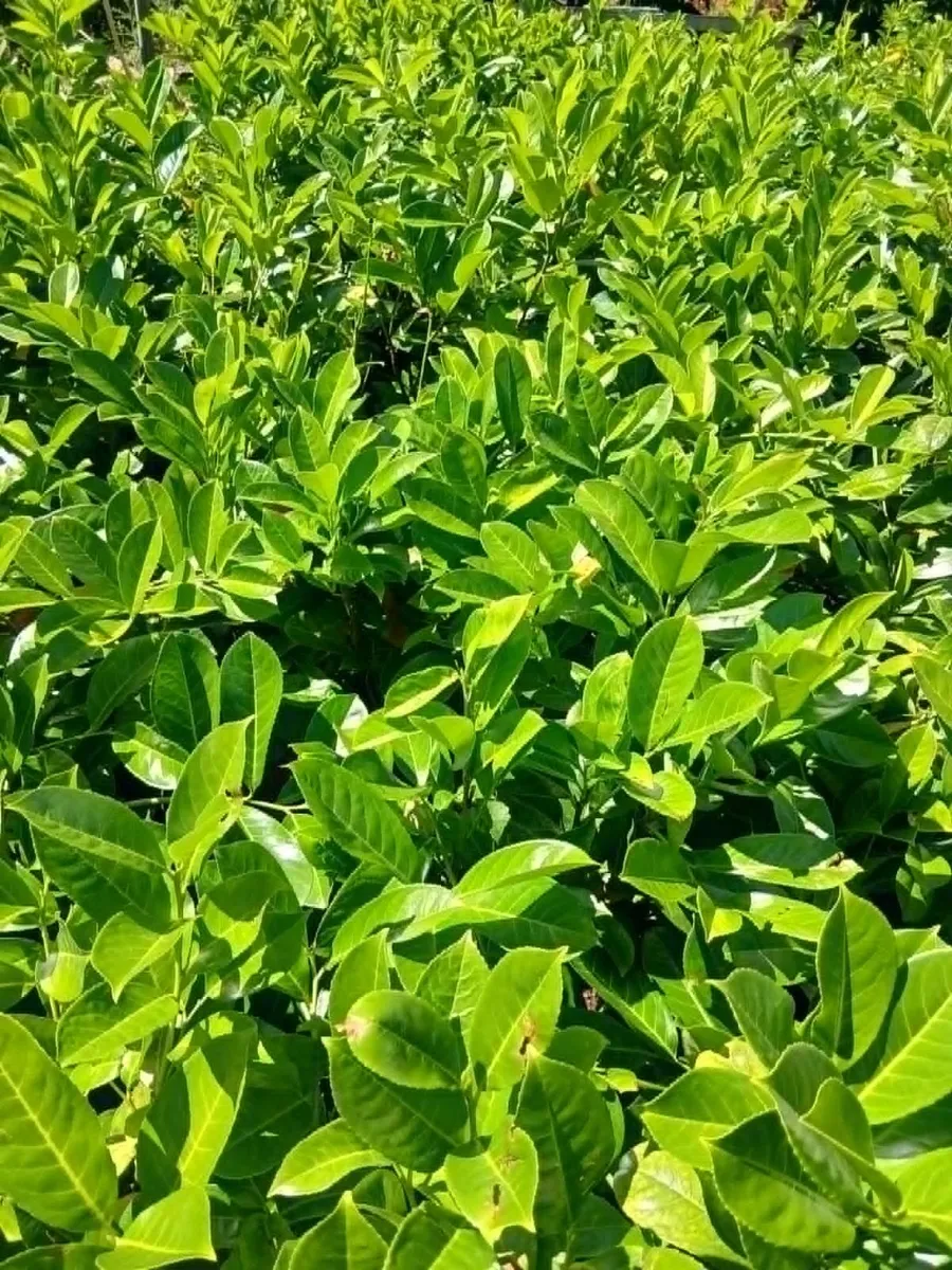 Large Laurel €8 each - Over 3 feet tall & bushy - Image 1