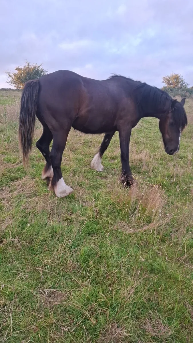 2 year old Mare - Image 1