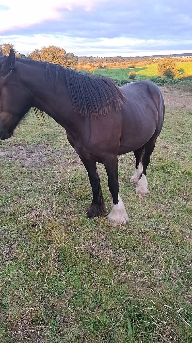 2 year old Mare - Image 4