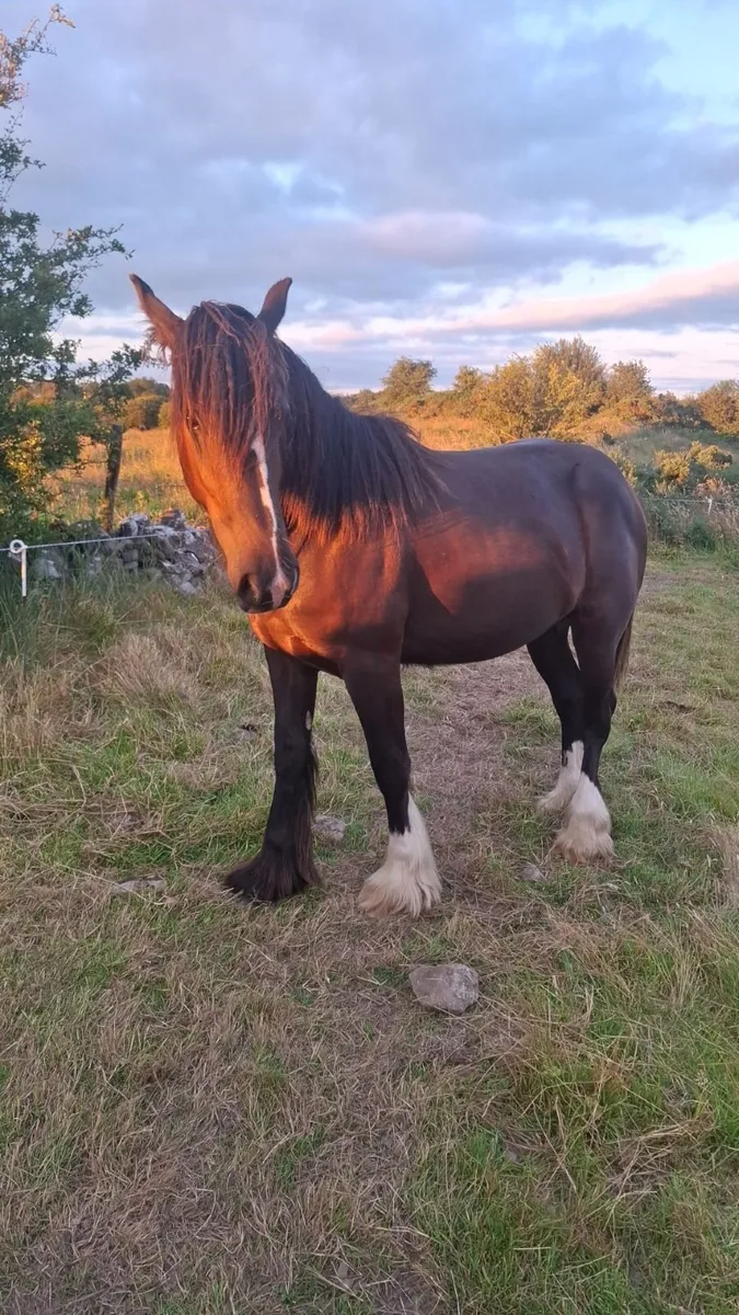 2 year old Mare - Image 2