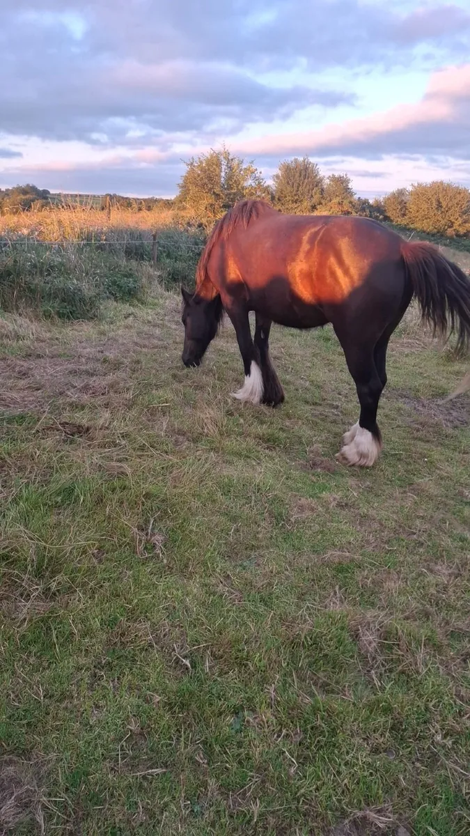 2 year old Mare - Image 3
