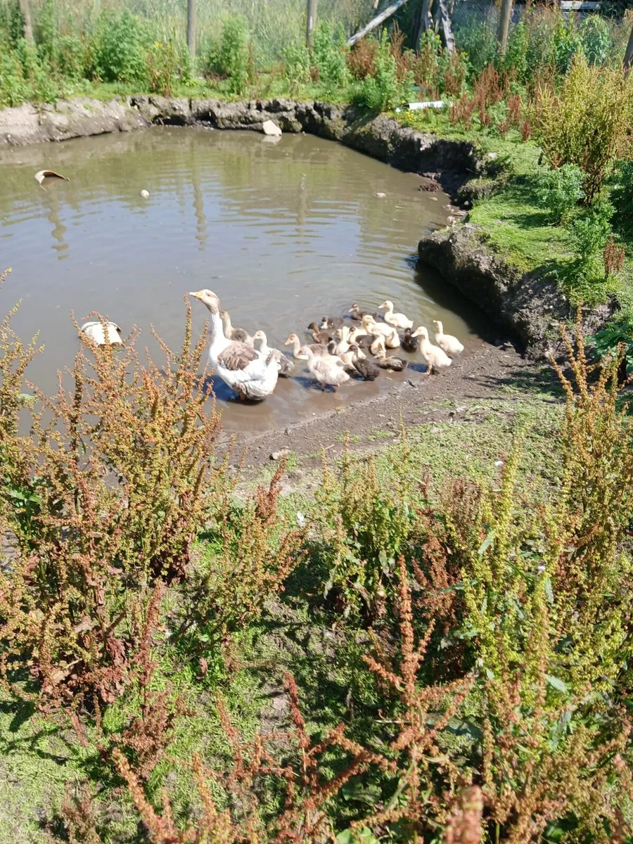 Turkey poults and ducklings - Image 1