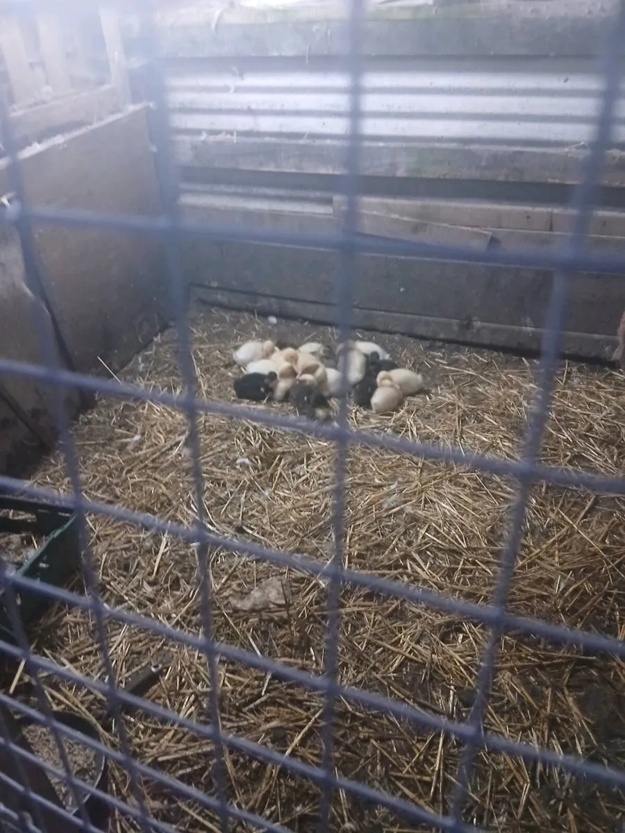 Ducks and Turkey Poults. - Image 4