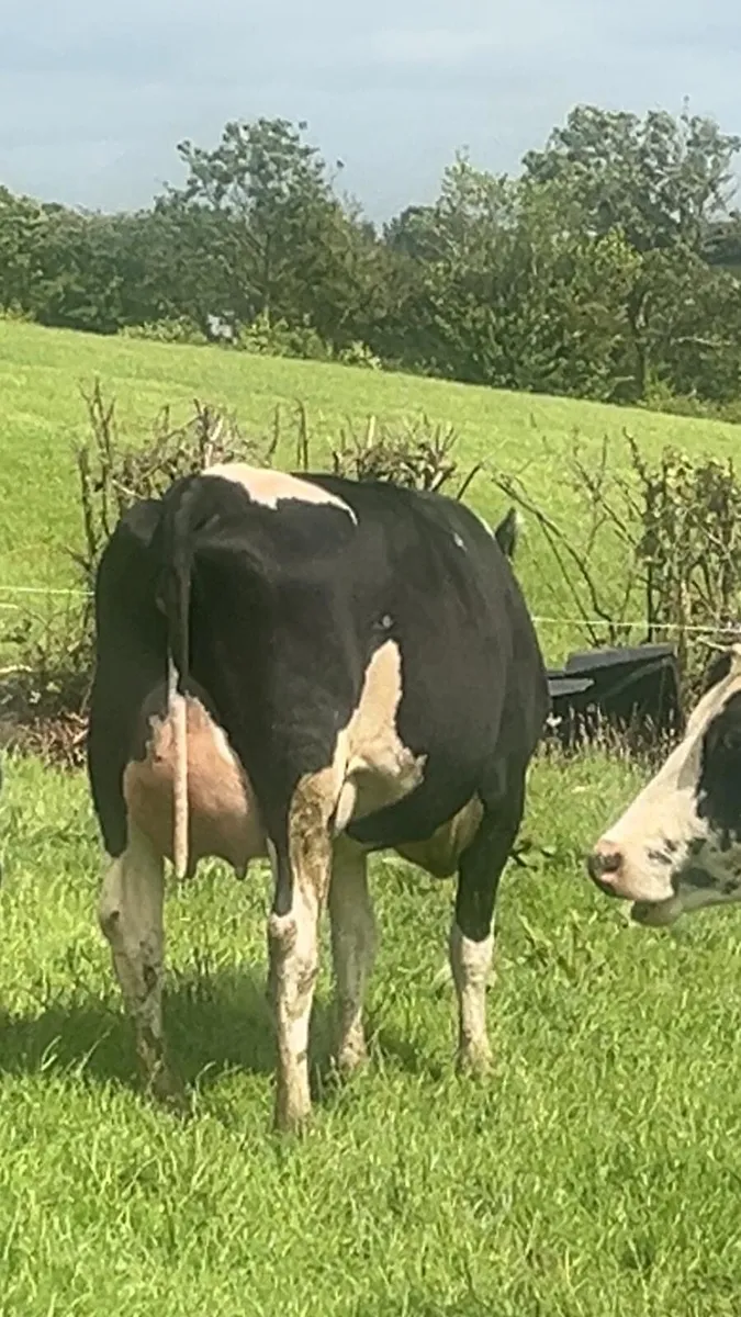 Ballybay Mart Dairy Sale 15th of July - Image 1