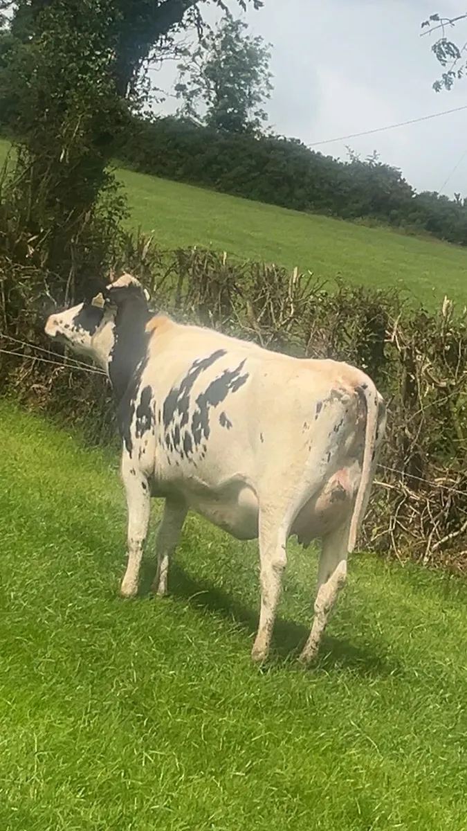 Ballybay Mart Dairy Sale 15th of July - Image 2