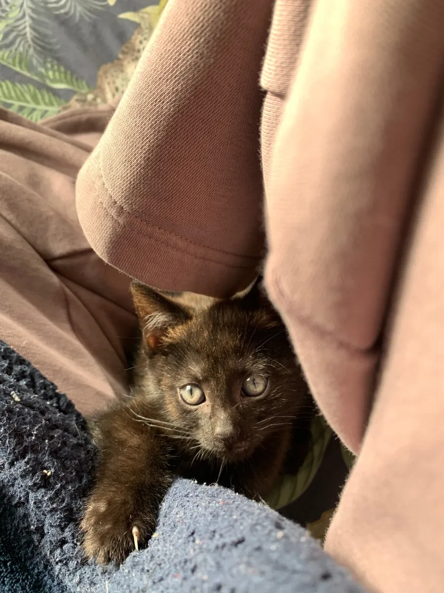Kitten - Image 1