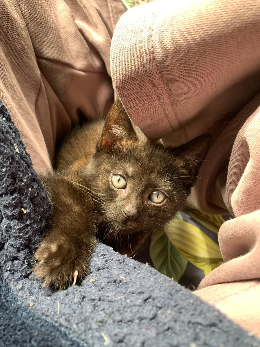 Kitten - Image 2