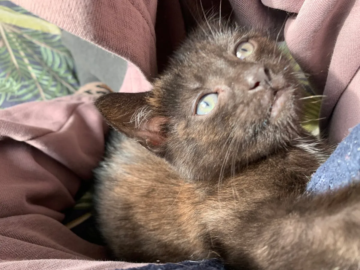 Kitten - Image 4