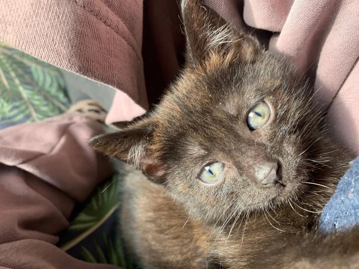 Kitten - Image 3