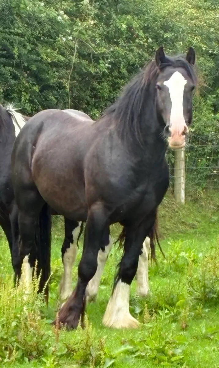 Top Class 3Year Old Cob - Image 4