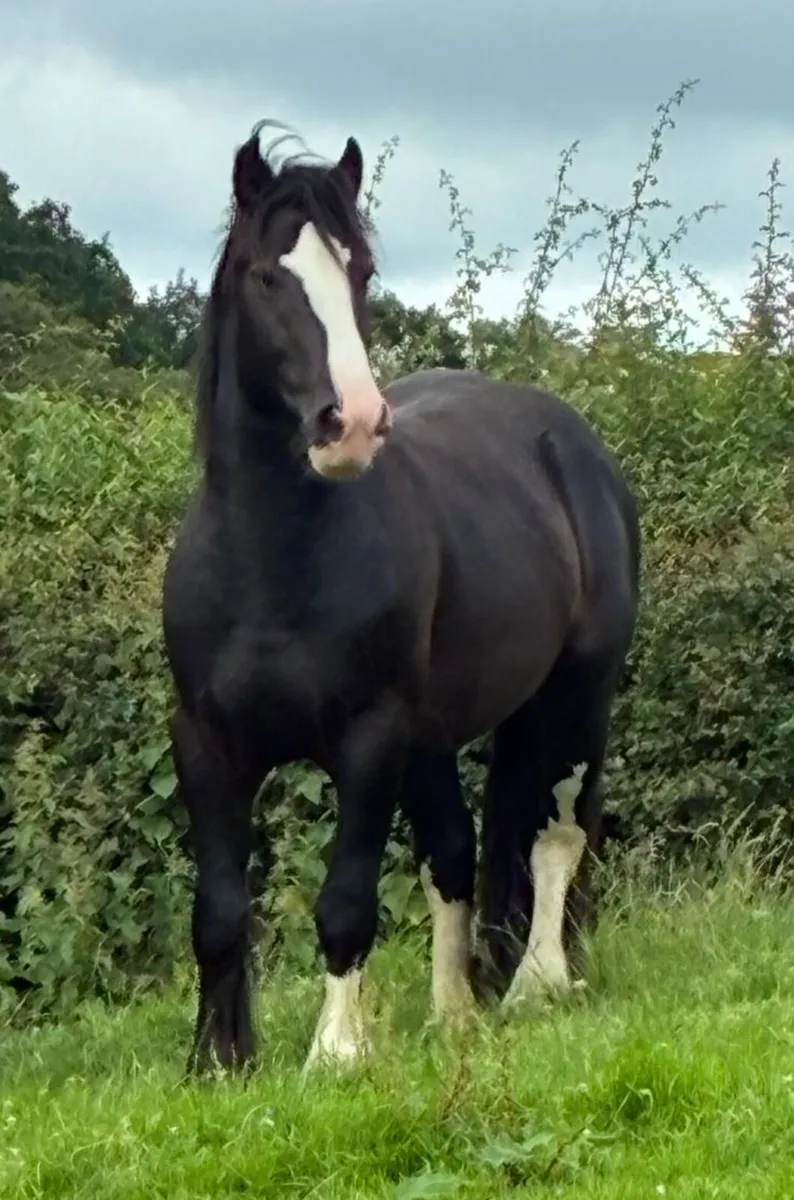 Top Class 3Year Old Cob - Image 2