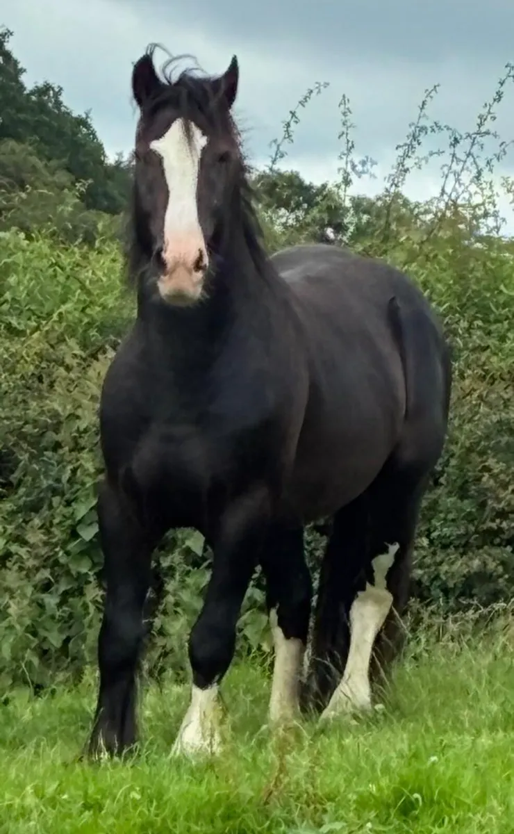 Top Class 3Year Old Cob - Image 3
