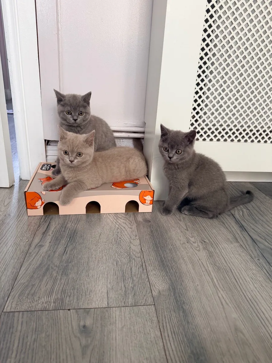 British shorthair kittens - Image 1