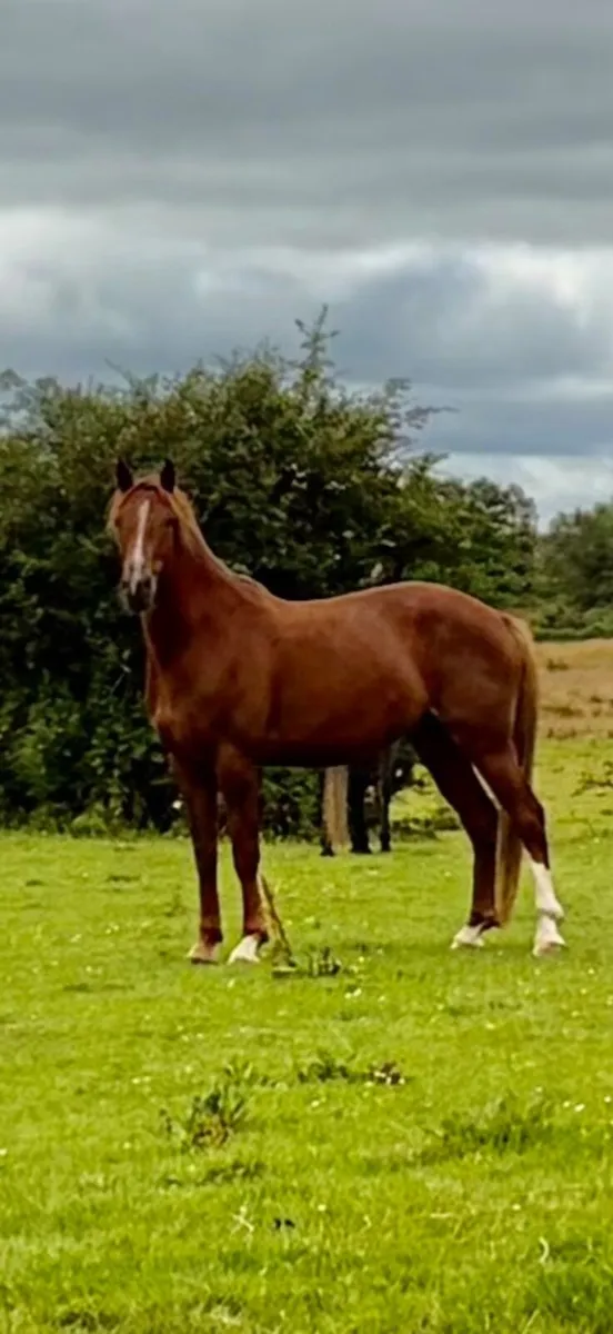Irish Draught Geldings - Image 2