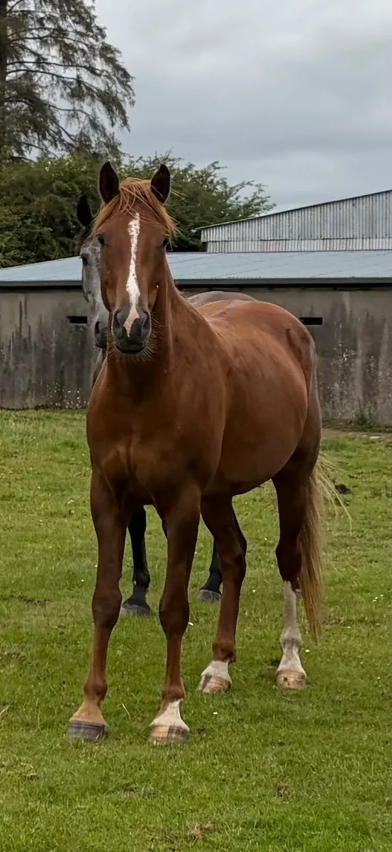 Irish Draught Geldings - Image 3