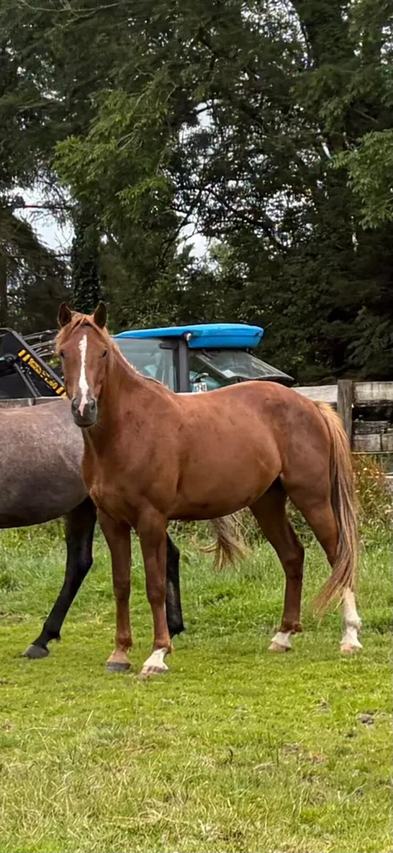 Irish Draught Geldings - Image 1
