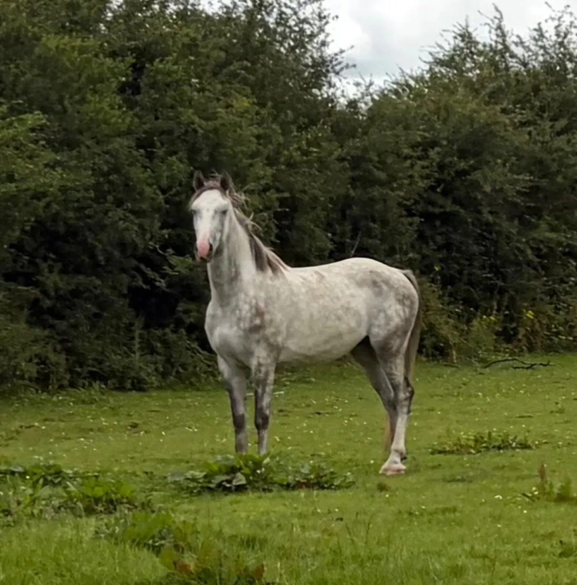Irish Draught Geldings - Image 4