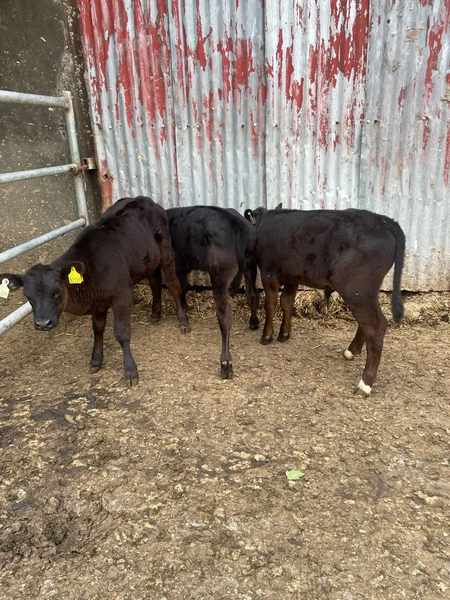 Angus calves - Image 1