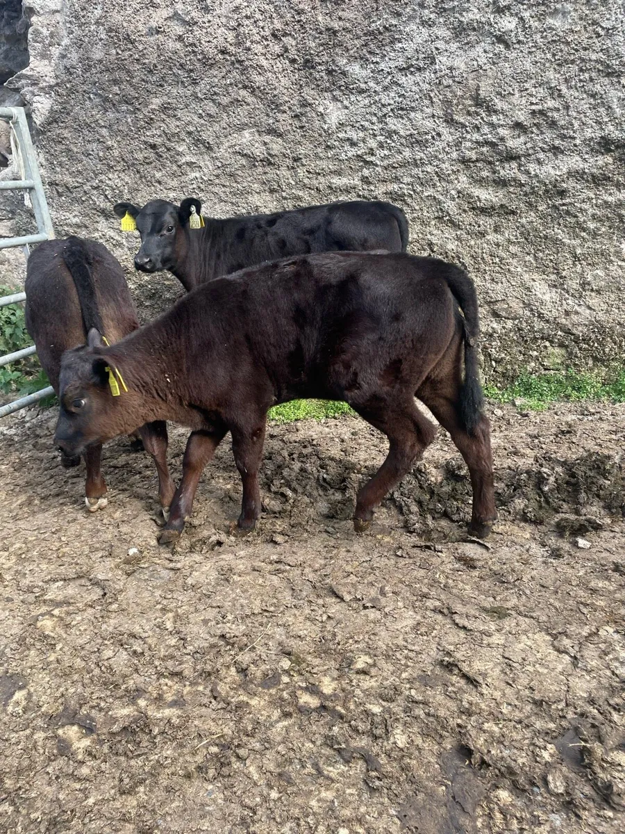 Angus calves - Image 2