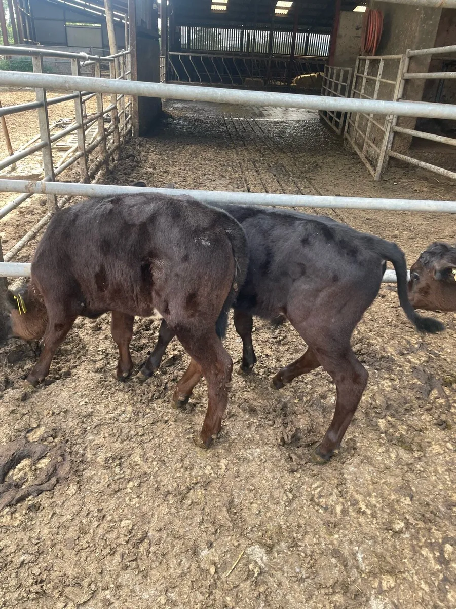Angus calves - Image 3