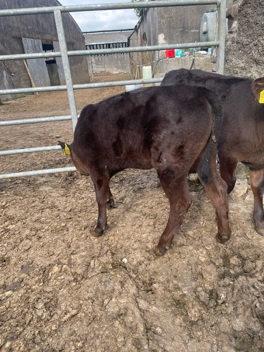 Angus calves - Image 4