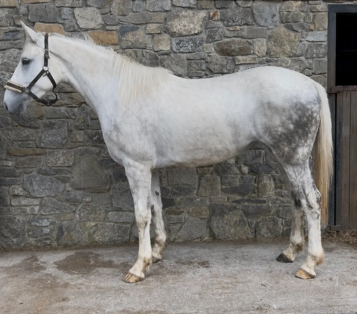 3 year old filly - Image 1