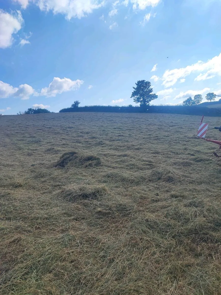 Hay for sale - Image 2