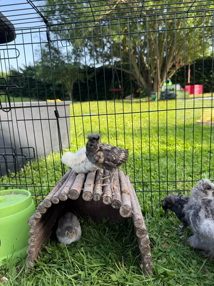 Chicks - Image 4