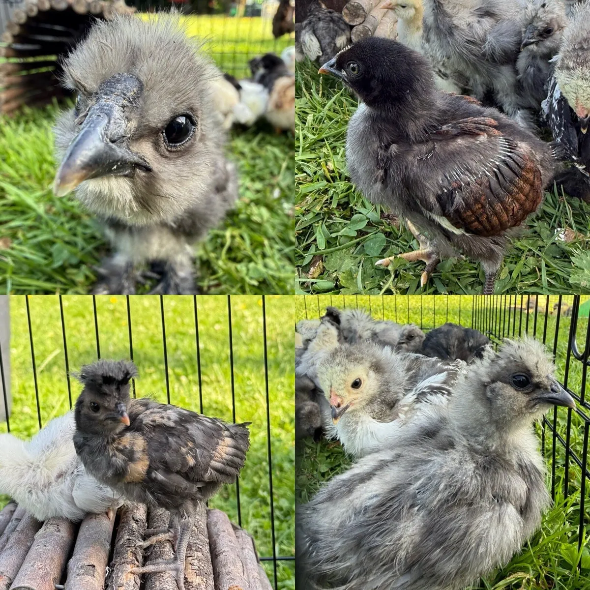 Chicks - Image 1