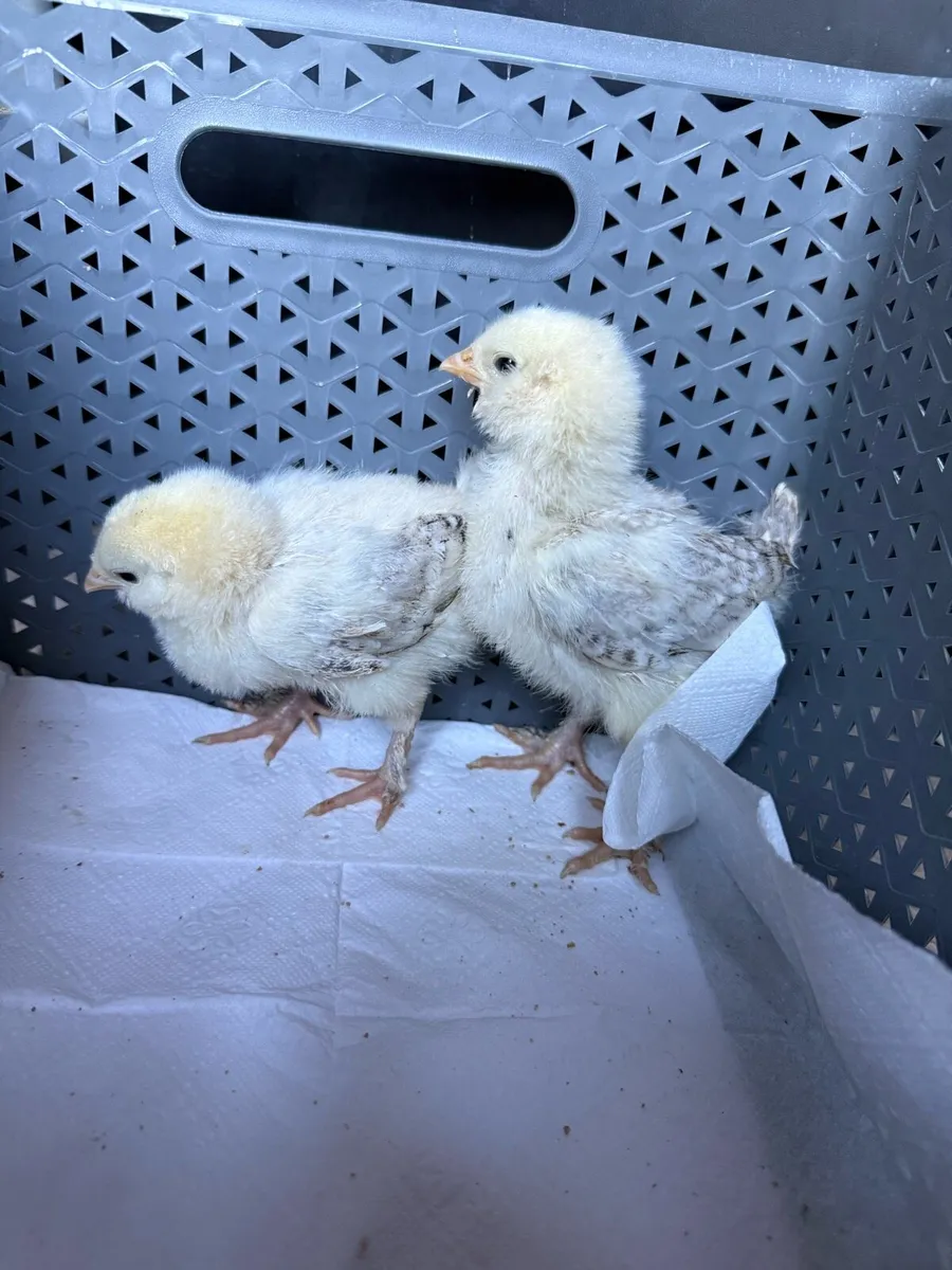 Chicks - Image 2