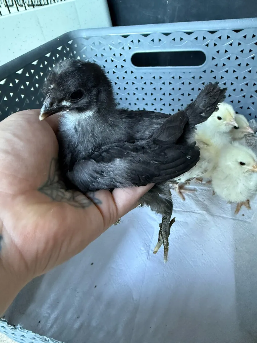 Chicks - Image 3