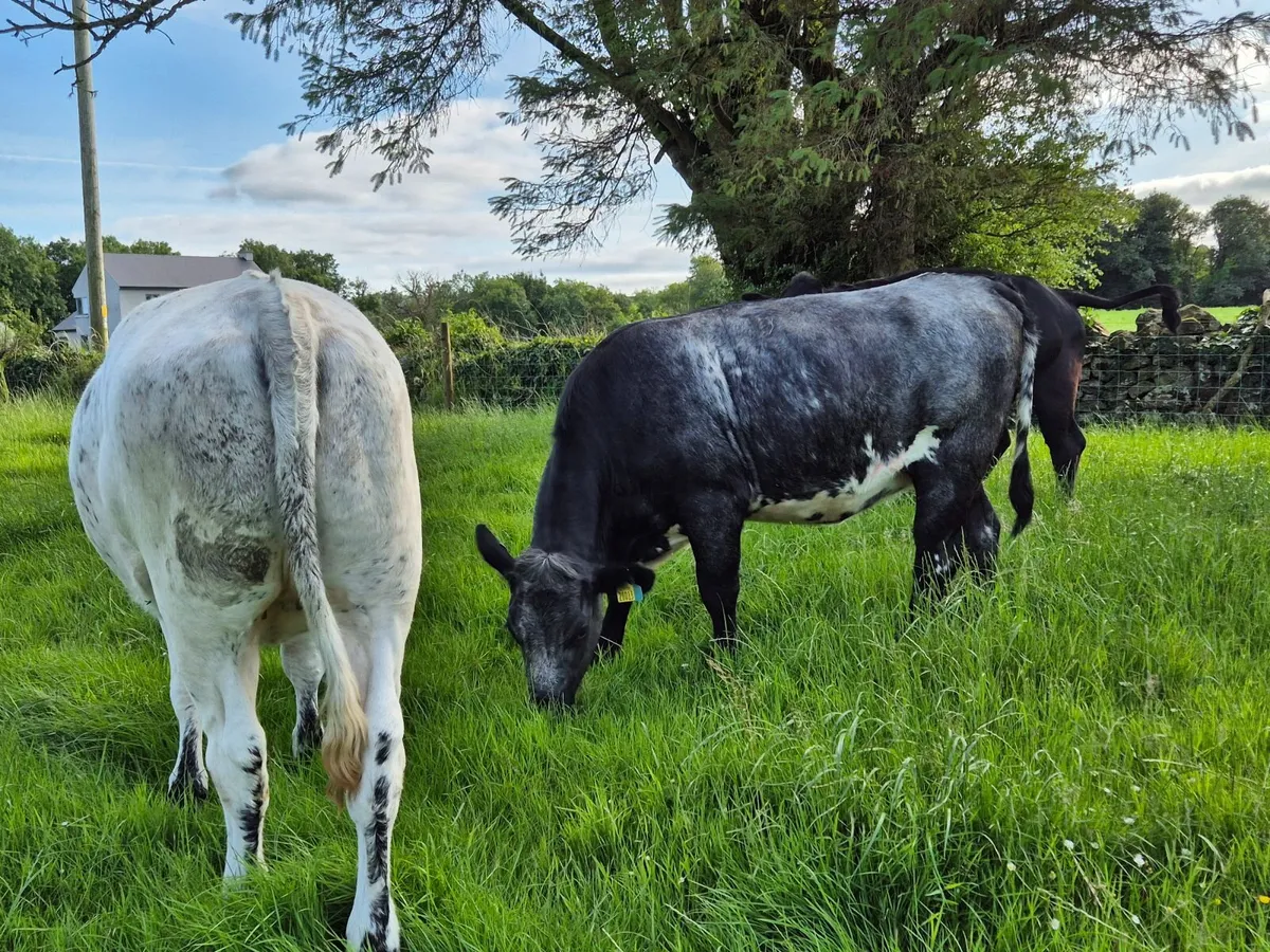 Beef heifers - Image 2