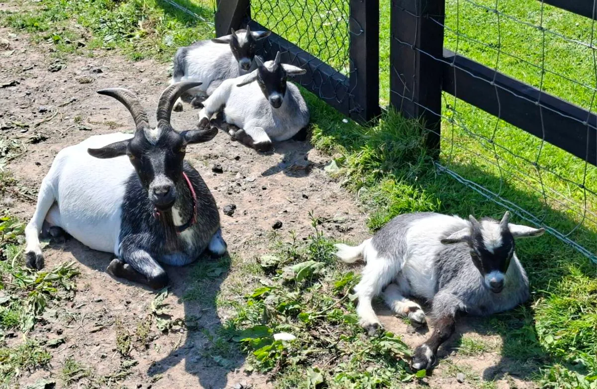 Pygmy Goat Kids - Image 2