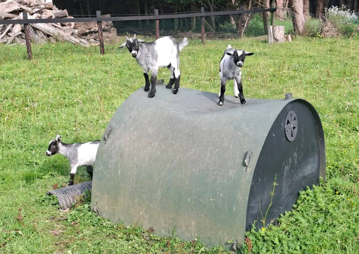 Pygmy Goat Kids - Image 3